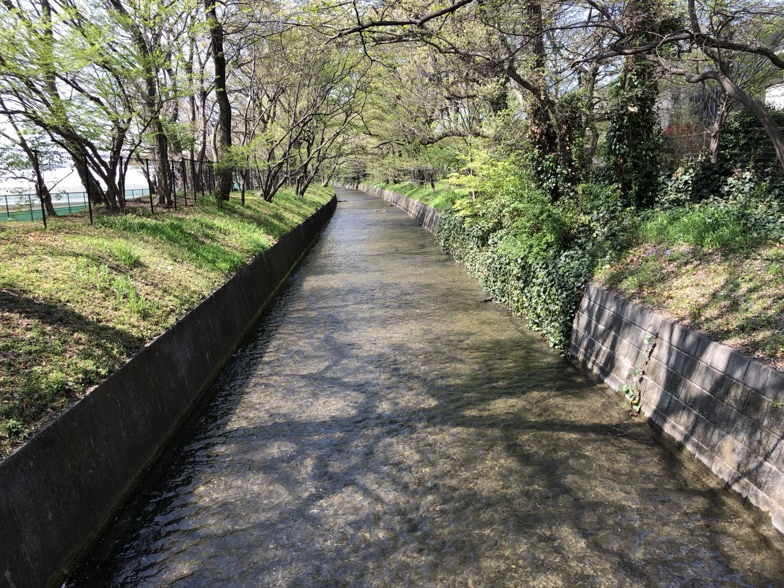 玉川上水の水路と両岸の緑（LTS撮影）